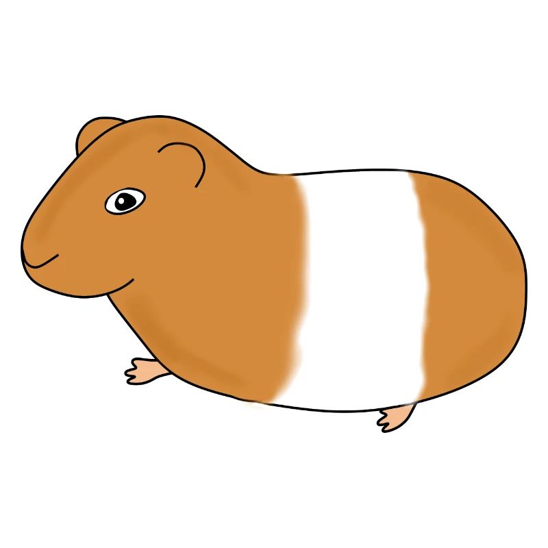 Guinea pig