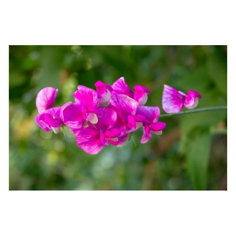 pois vivace éternel Lathyrus latifolius
