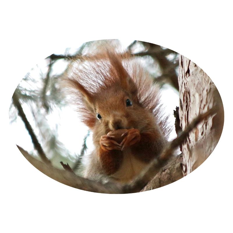 Eichhörnchen, Isibat