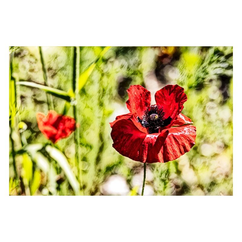Poppies