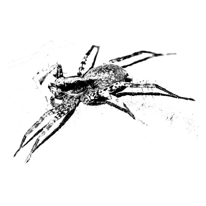 Spinne, A731400