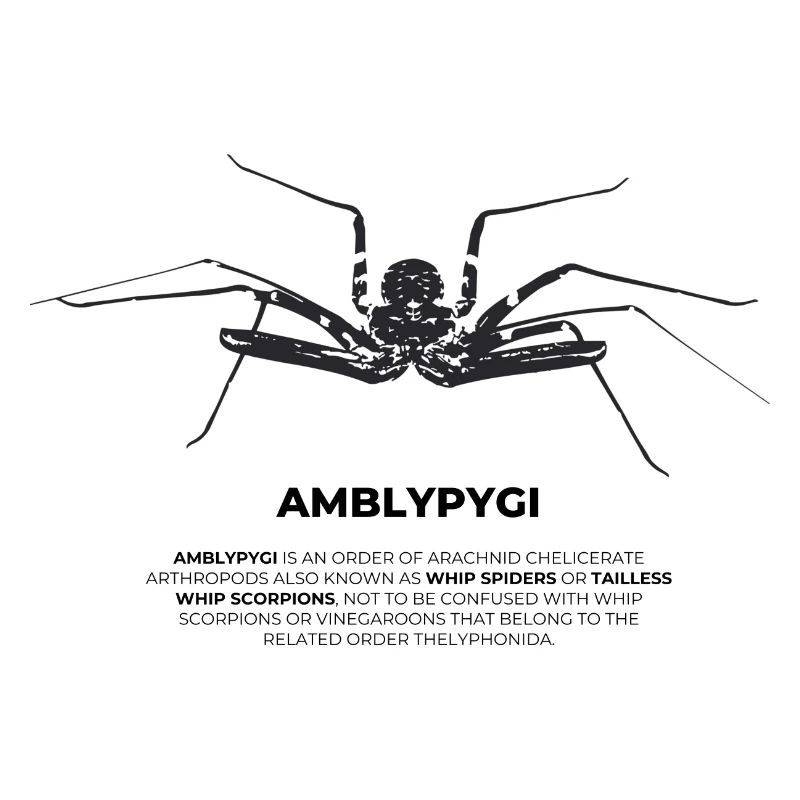 Geißelspinne - Amblypygi