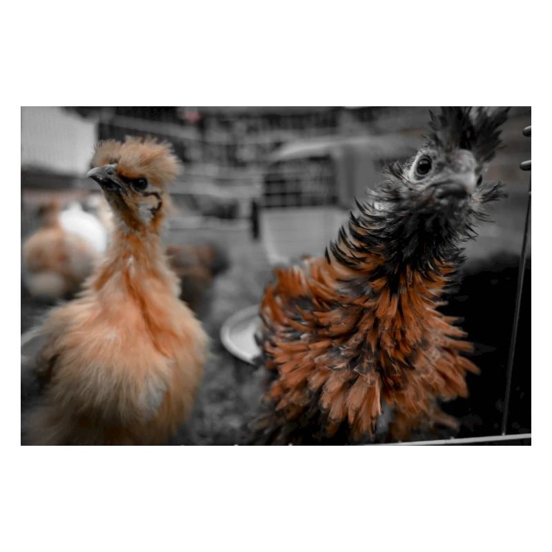 Crazy Chicken