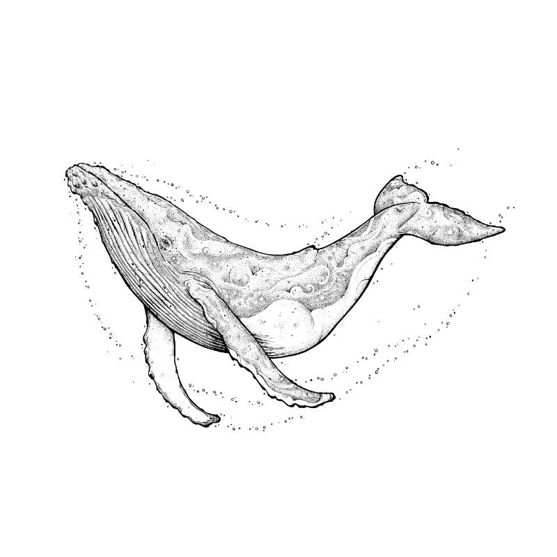 Humpback whale