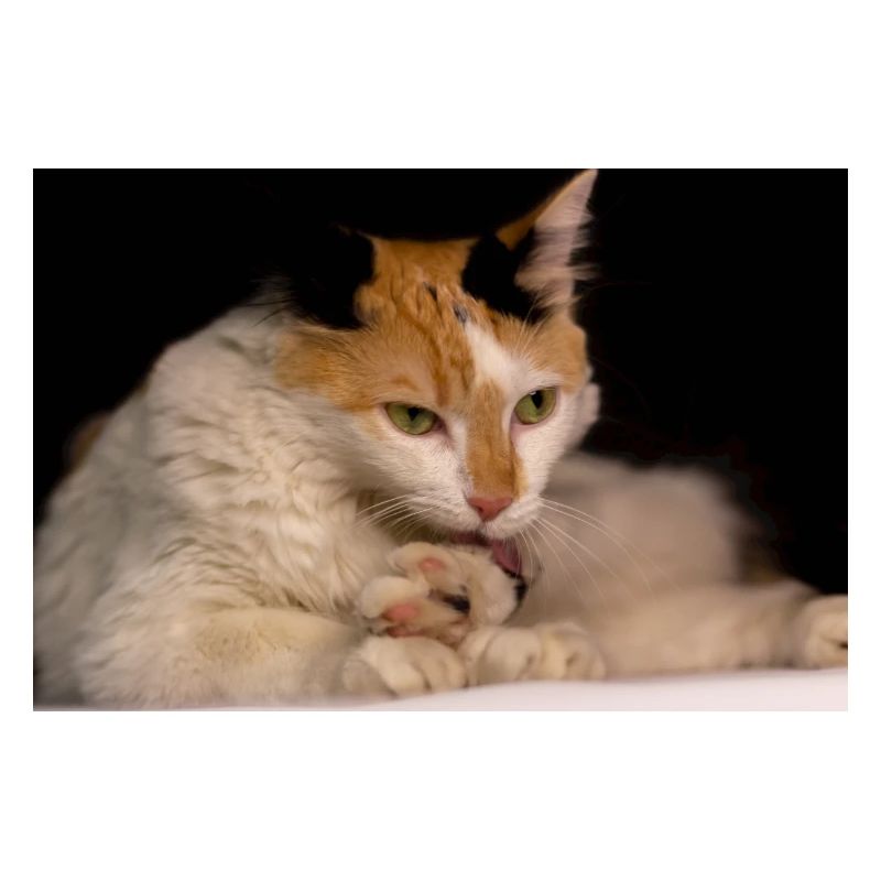The cat