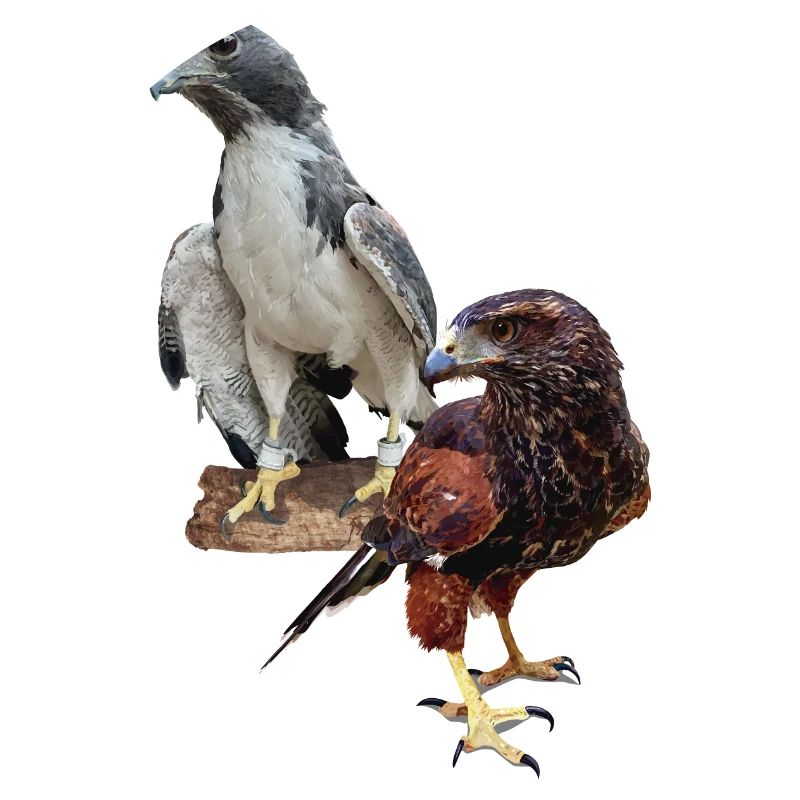 Hawks
