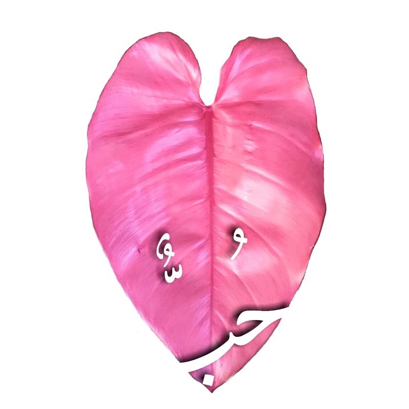 Princesse rose Philodendrons _ نبات الاميرة الوردية