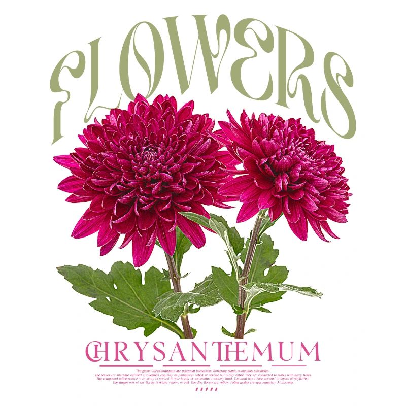 Chrysanthèmes, Chrysanthème, Fleur, Fleurs