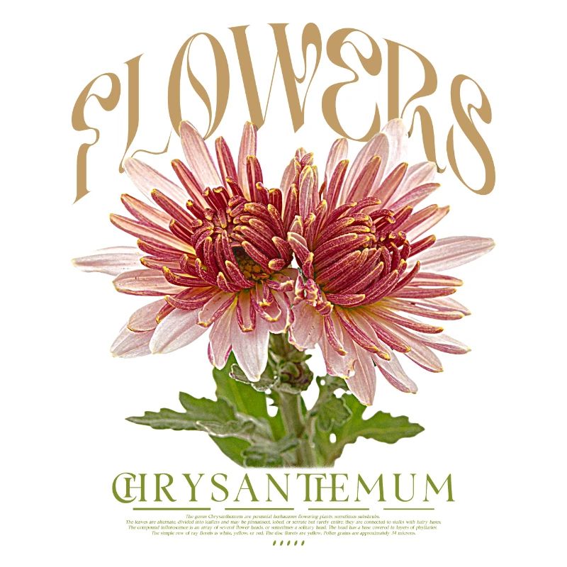 Chrysanthemum Chrysanthemums