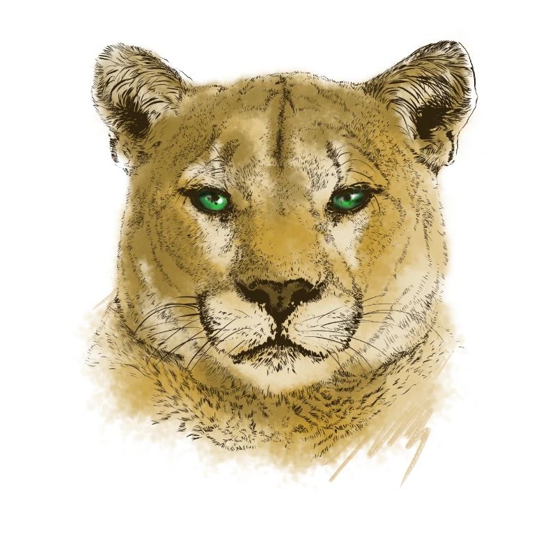 Cougar