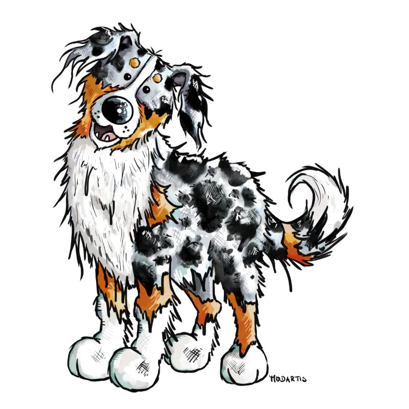 Witziger Australian Shepherd