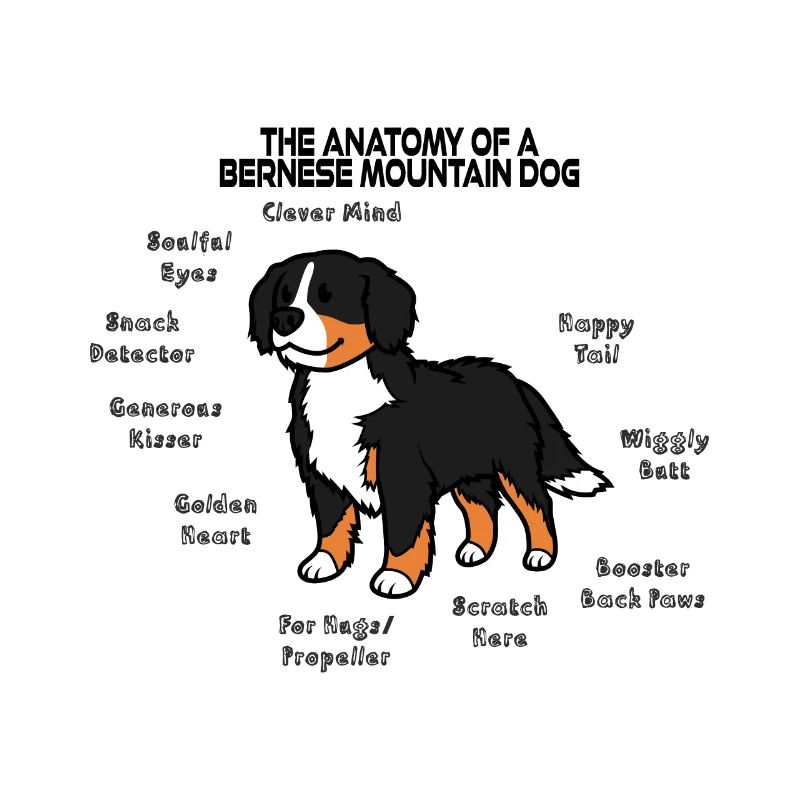 Anatomie Berner Sennenhund