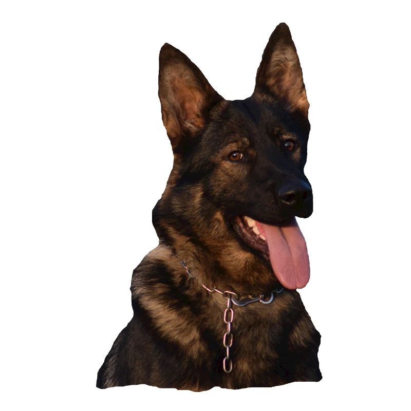 Hund Gassi Schäferhund Deutscher Schäferhund grau