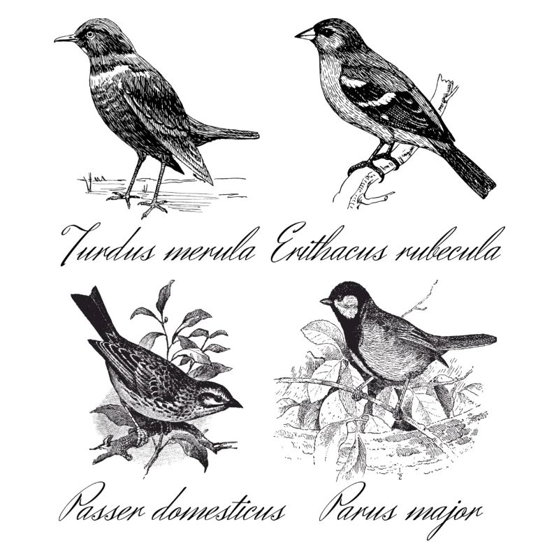 birds