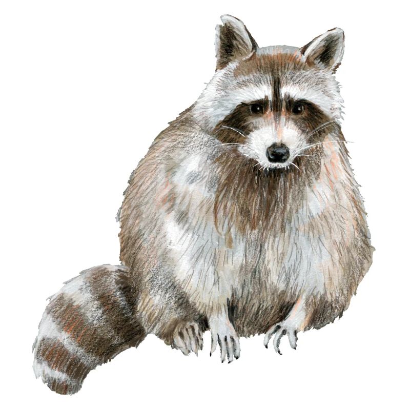 Raccoon