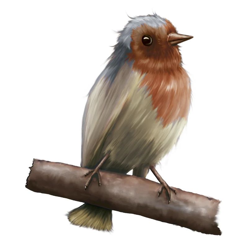 Robin