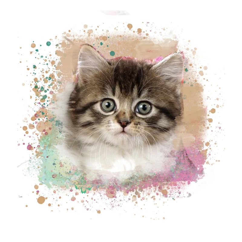 chaton, chat, graffiti, peinture, chat Maine Coon,
