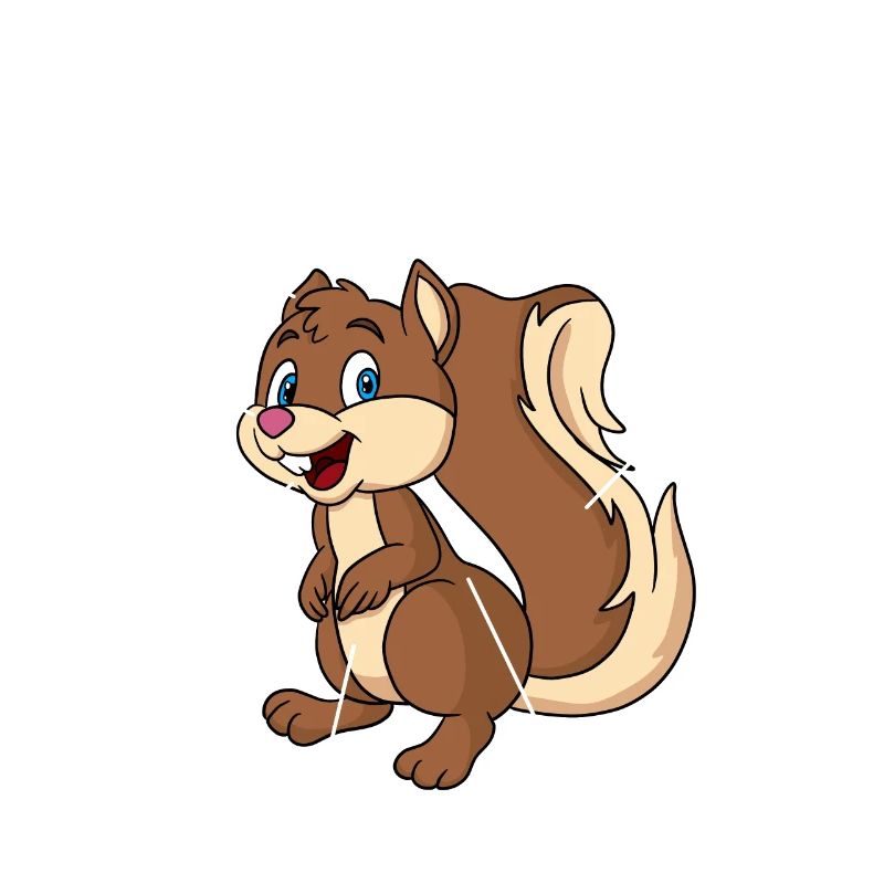 Anatomie eines Eichhörnchens