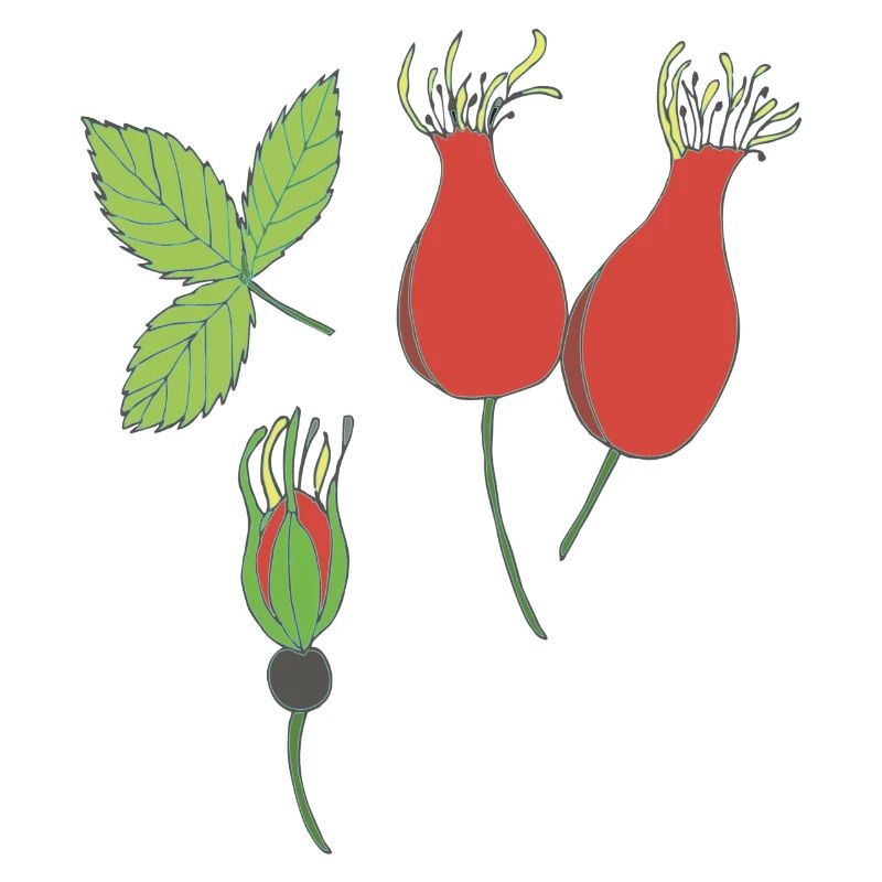 rose hip