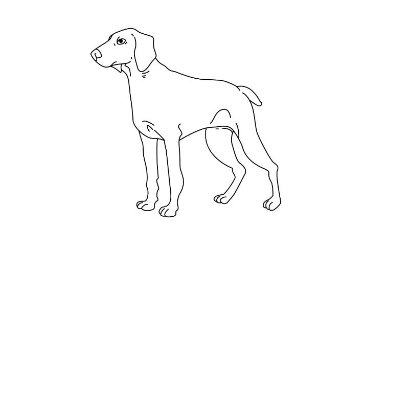 Weimaraner