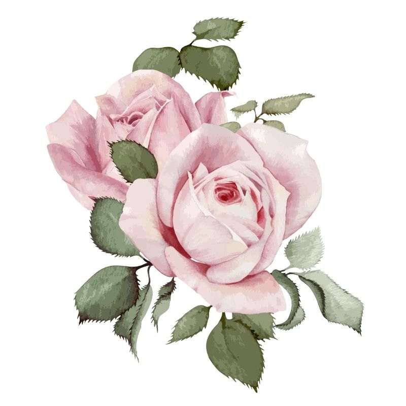 Roses