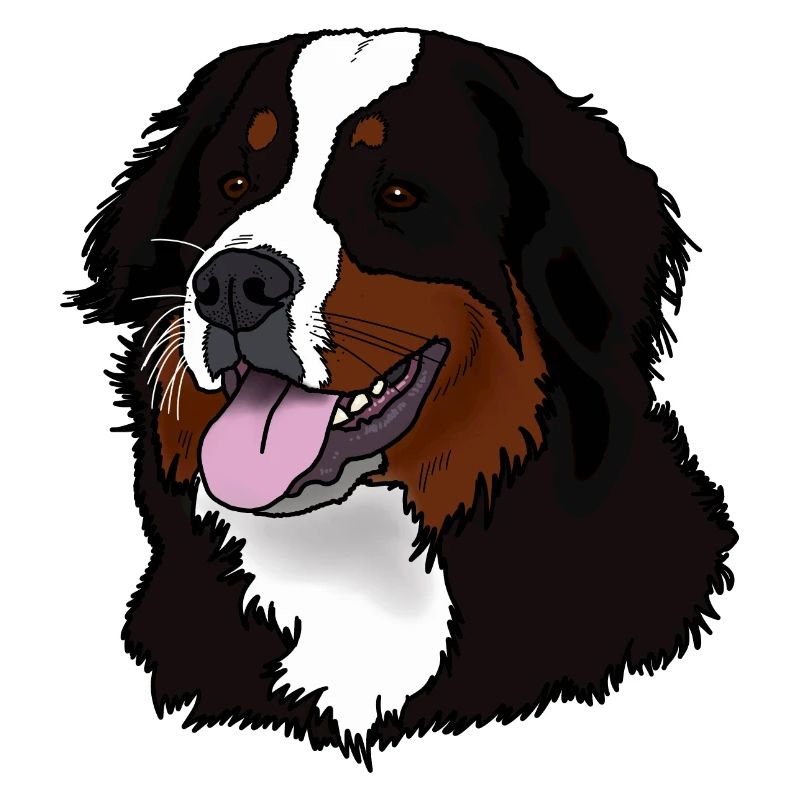 Berner Sennenhund Kopf