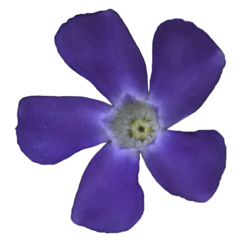 periwinkle, small, light