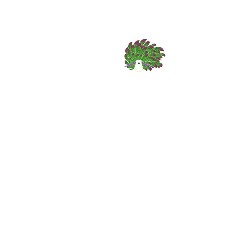 Nudibranches nudibranches
