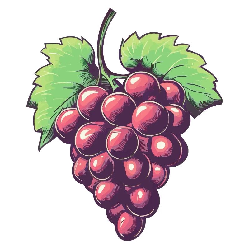 Grape Illustration