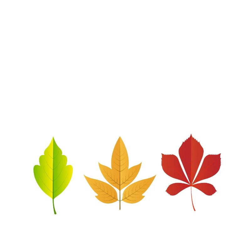 Leaf Peeper Fall Season Peeping Leaves
