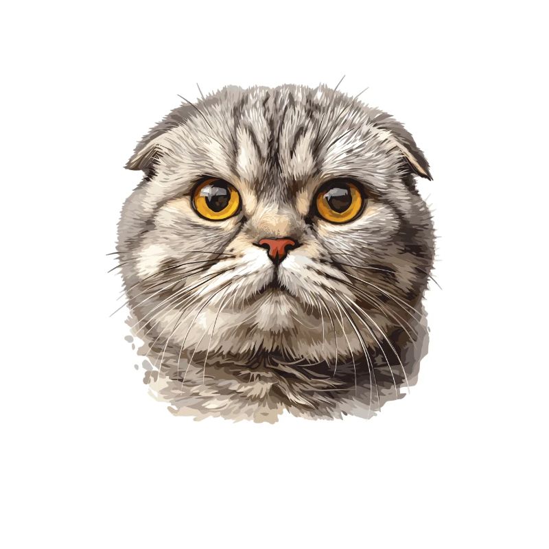 Scottish Fold Kätzchen Scottish Fold Katze