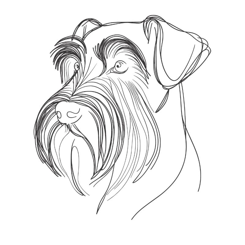 Dessin au trait Schnauzer géant Schnauzers