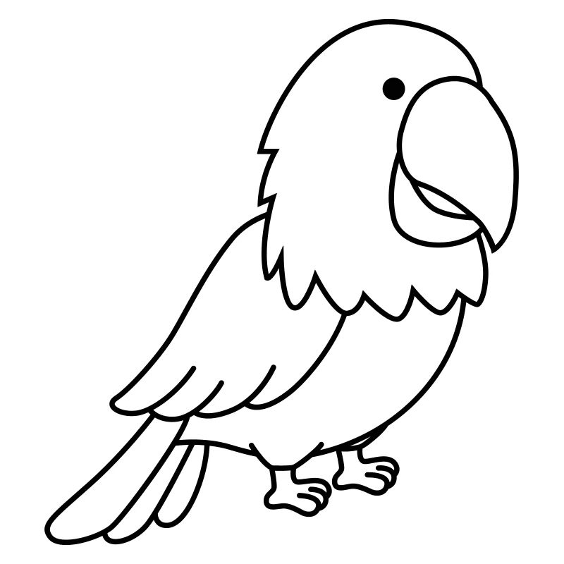 parrot
