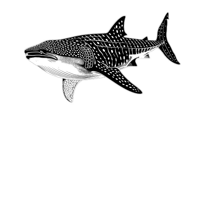 requin-baleine Requin-baleine requin-baleine
