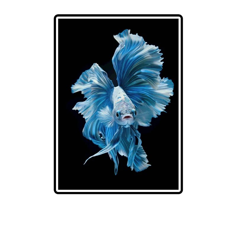 Bettas Betta Poisson Betta