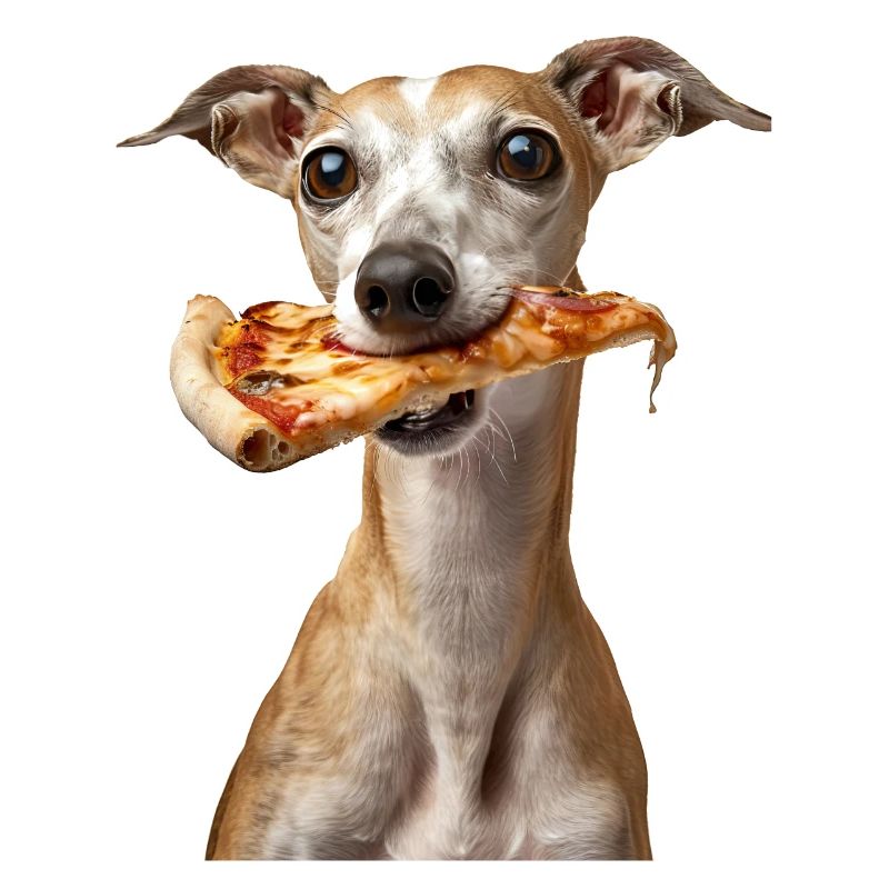 Whippet