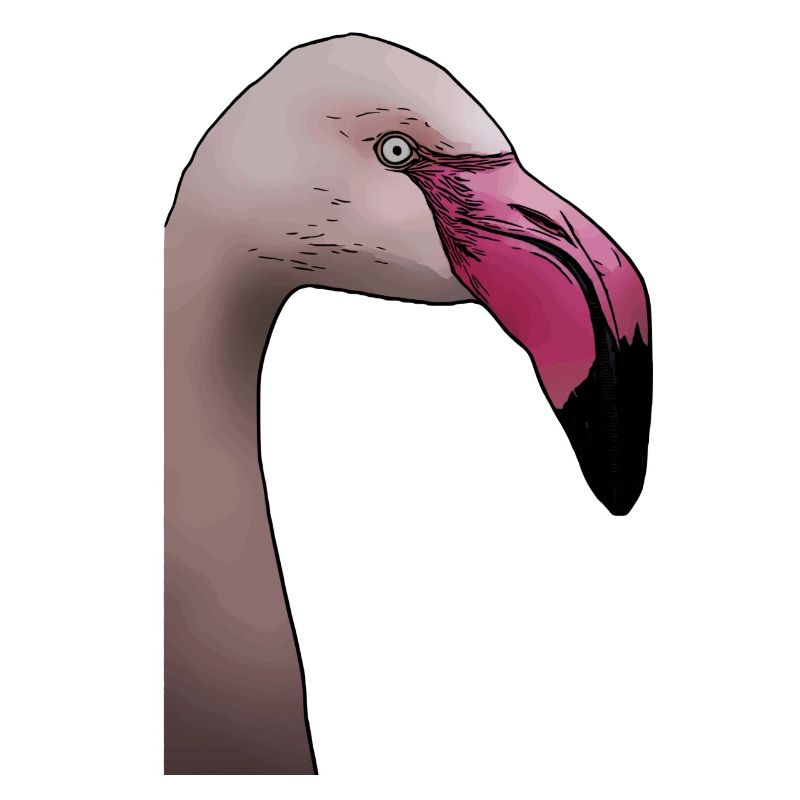 Flamingo - design d’animal oiseau