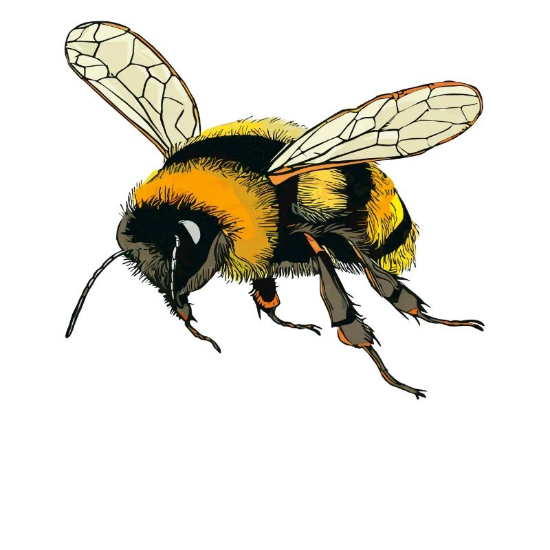 BUMBLEBEES CONTOUR