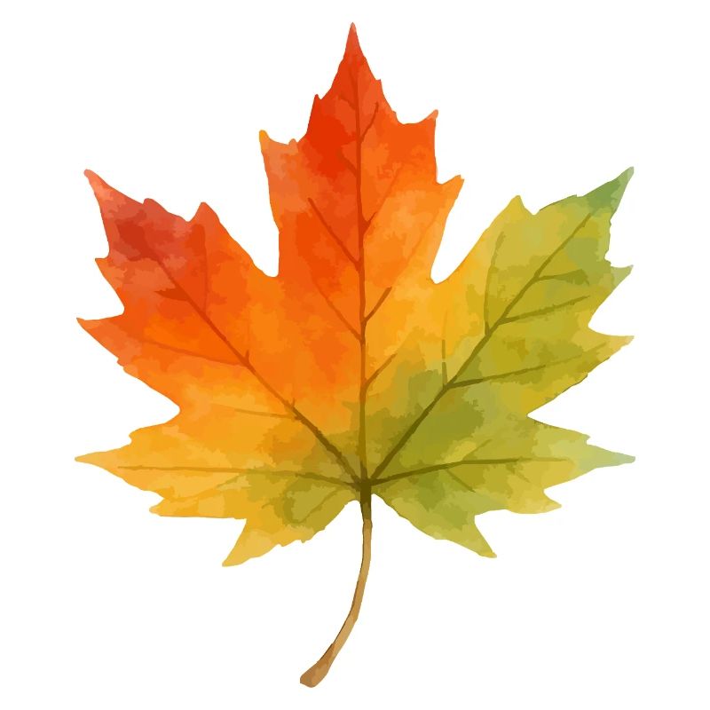 Leaf Maple Leaf Watercolor 1