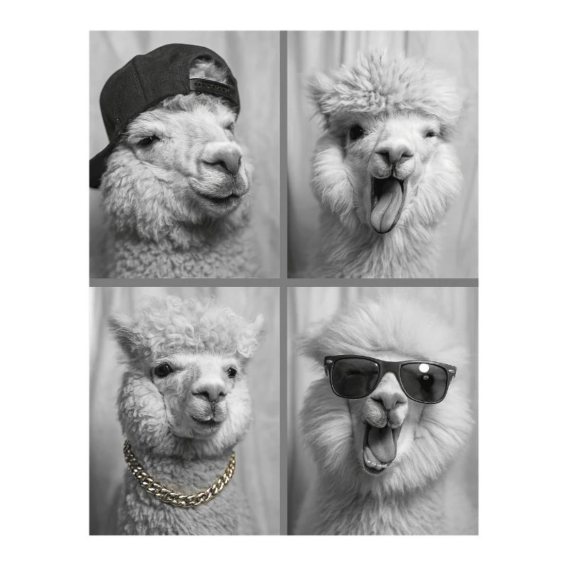 alpaca