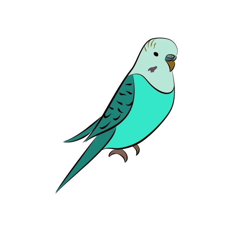 perruche Turquoise
