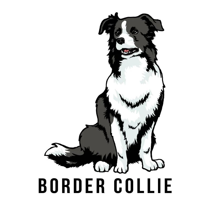 Border collie