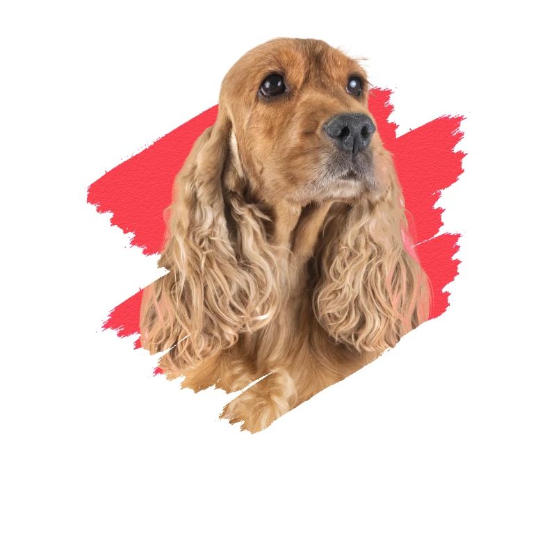 Cocker Spaniel Hündchen Geschenkidee