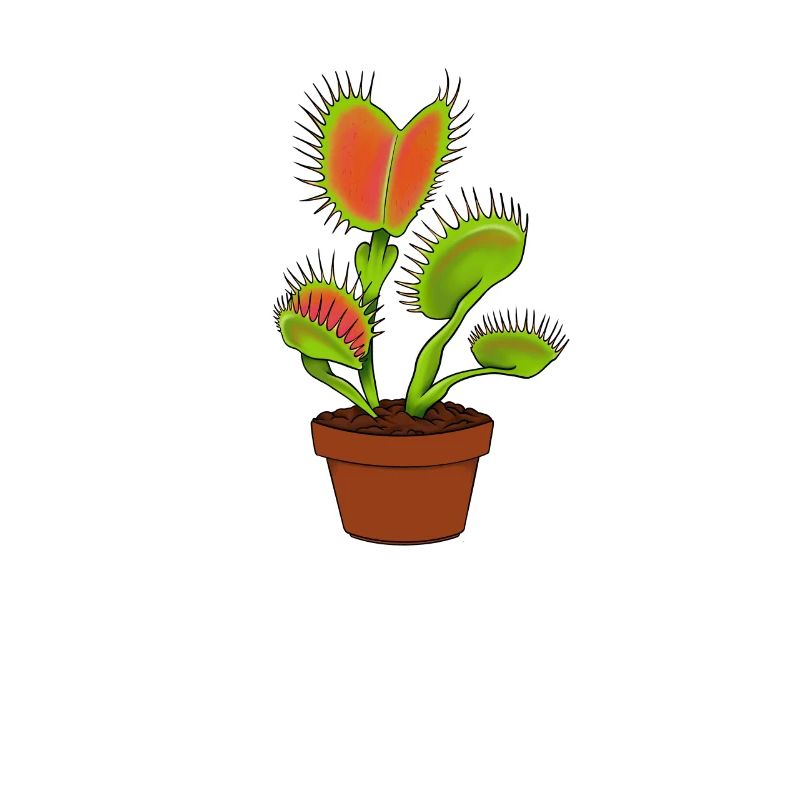Venus flytrap plante carnivore cadeau