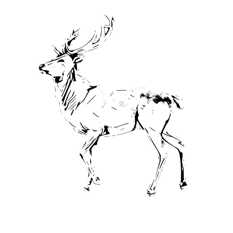 deer