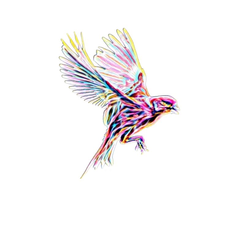 Vogel