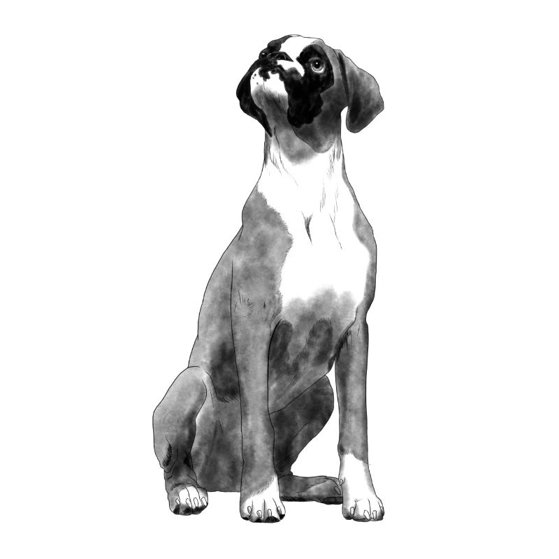 Sitzender Boxer Hund