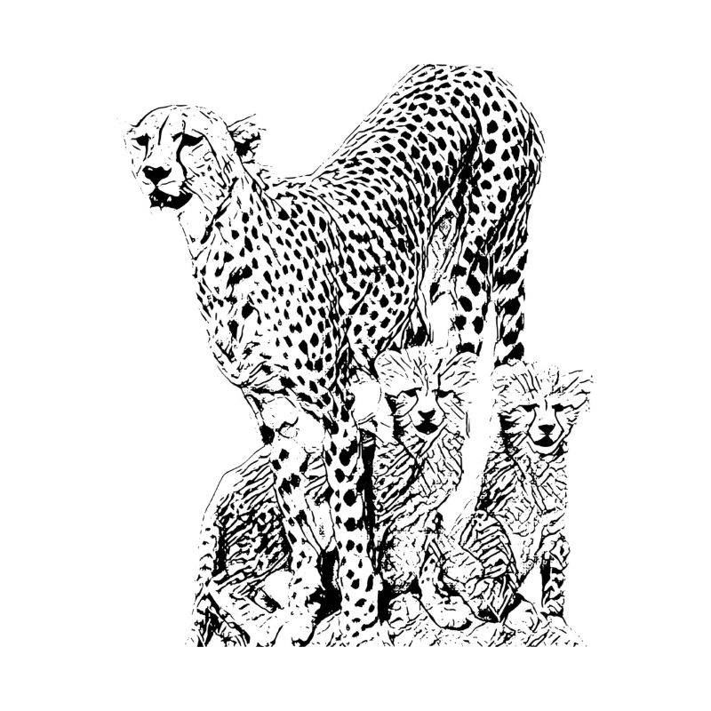 Guépard