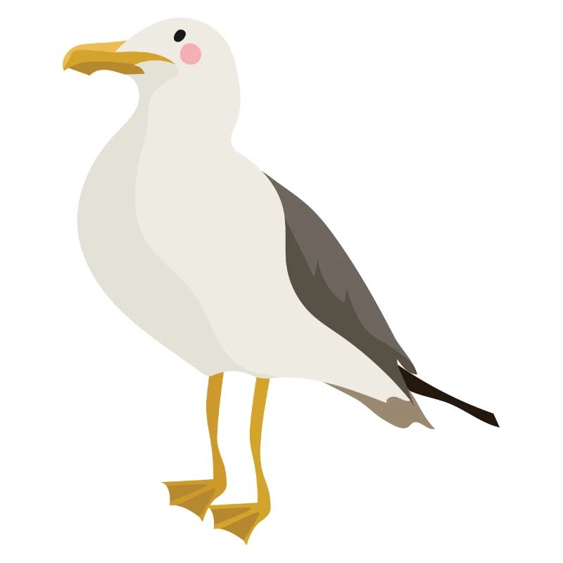 Seagull