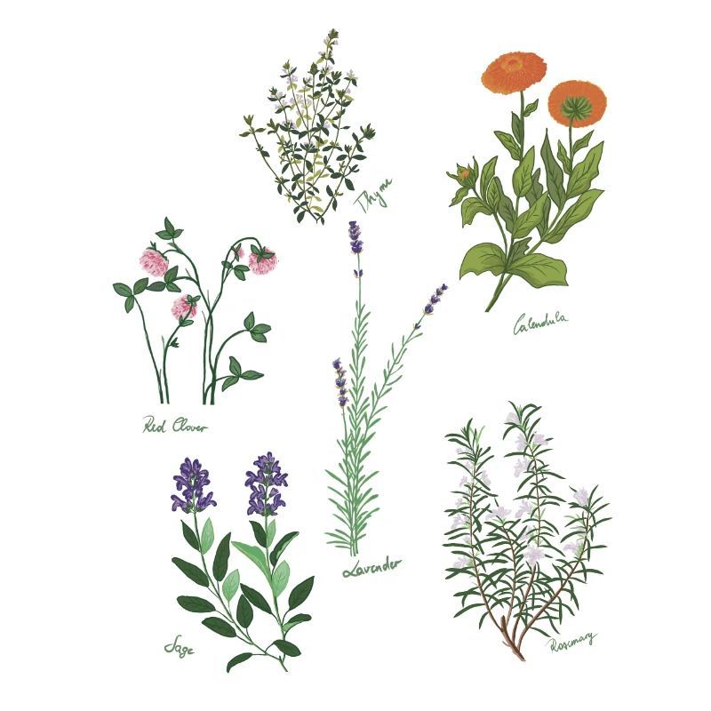 Herbarium Herbal Knowledge